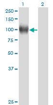 WB - NR3C1 Antibody (monoclonal) (M01) AT3105a